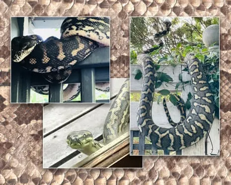Accepting the Serpents in the Overhead Space: An Evolution from Dread to Fascination